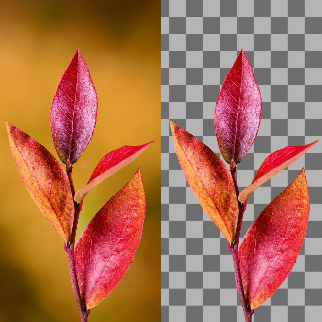 Before and after: red autumn leaves on a blurred background on the left, cleanly cut out with transparent checkerboard background on the right