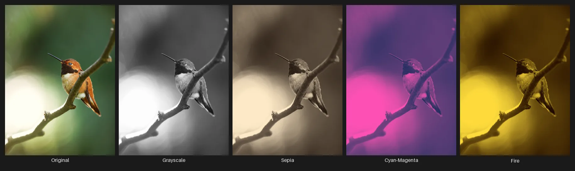 The original hummingbird photo beside it remapped to a grayscale duotone, a warm sepia duotone, a cool cyan-to-magenta duotone, and a high-contrast fire duotone driven by luminance.