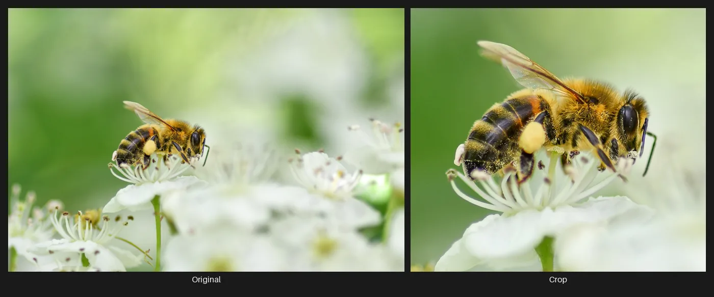 Side-by-side comparison: the original image on the left and the same image after the Crop node on the right.