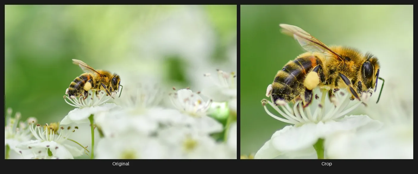 Side-by-side comparison: the original image on the left and the same image after the Crop node on the right.