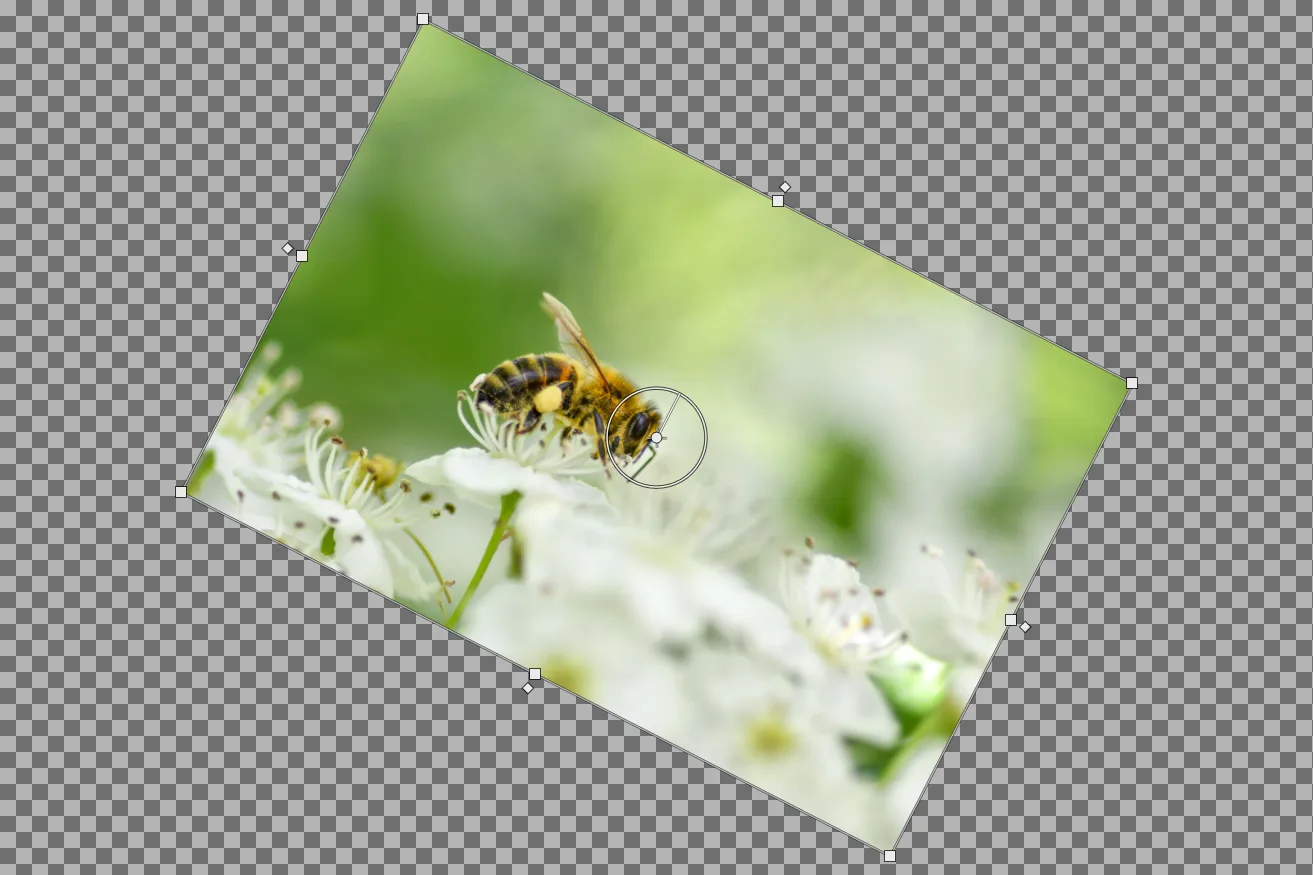 A rotated photograph of a bee on a flower shown in the ArcBrush viewport with the Transform node's on-canvas manipulator active: a bounding box with corner and edge-midpoint scale handles, skew diamonds just outside each edge midpoint, and a center crosshair for moving and rotating around the pivot, all overlaid on the viewport's transparency checkerboard.